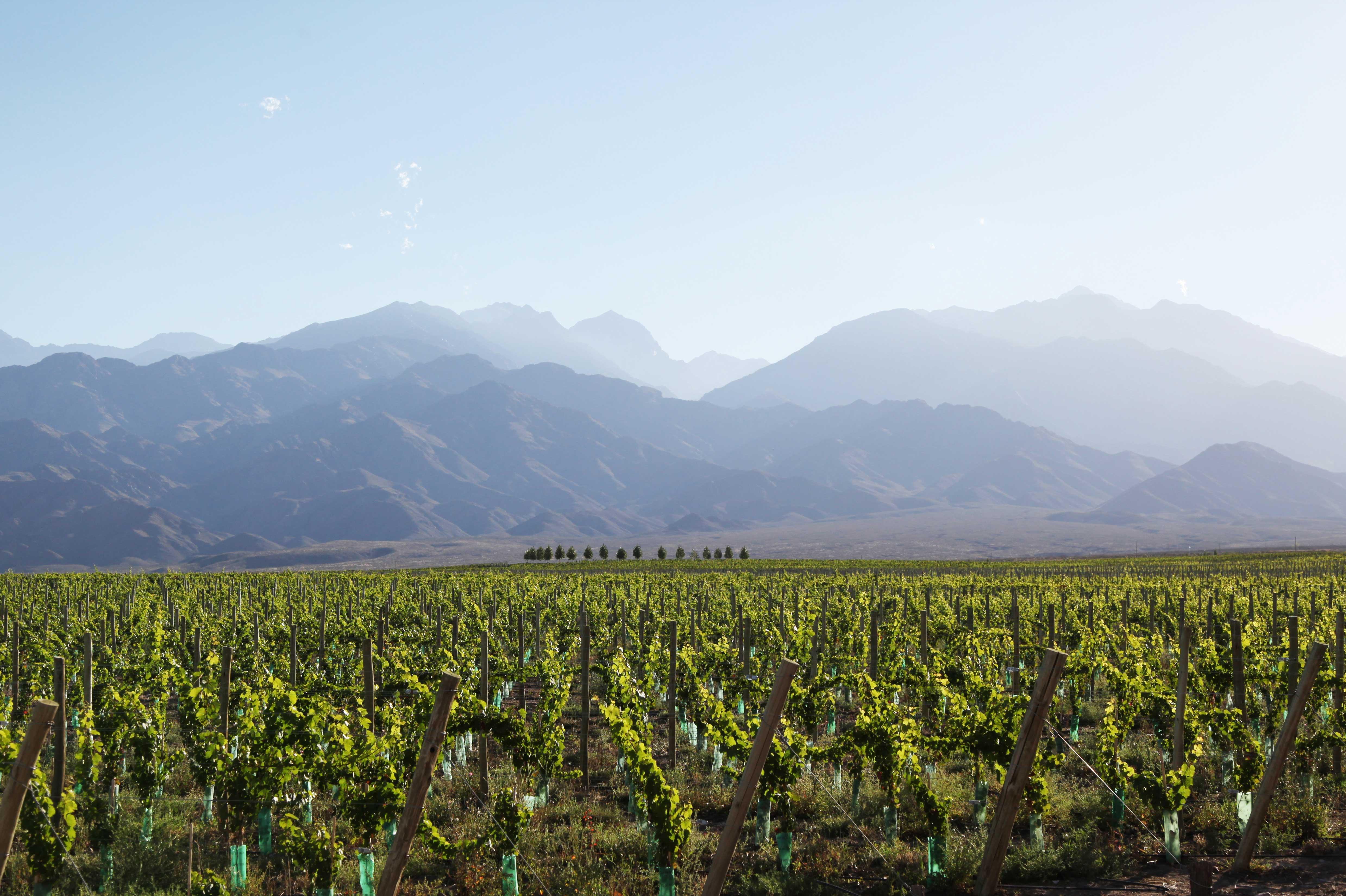 Casa De Uco Vineyards And Wine Resort Los Árboles Dış mekan fotoğraf